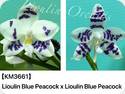 Phal. LL Blue Owl x Lioulin Blue Parrot 3667